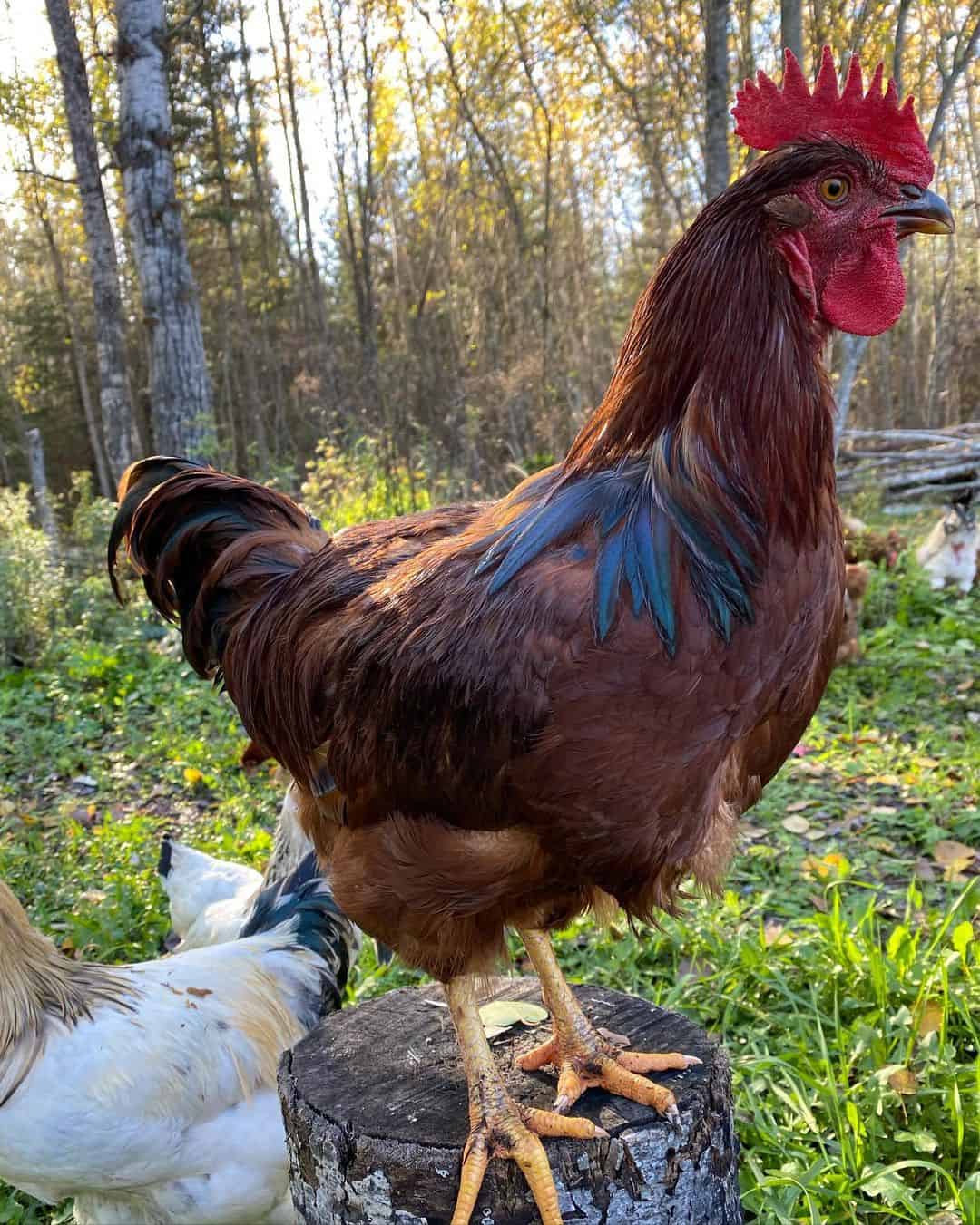 Rooster Chicken