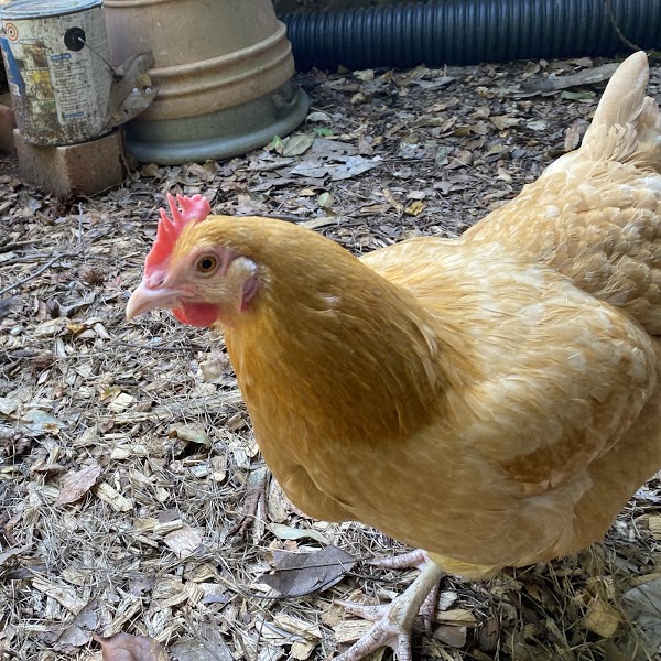 Old Hen Chicken