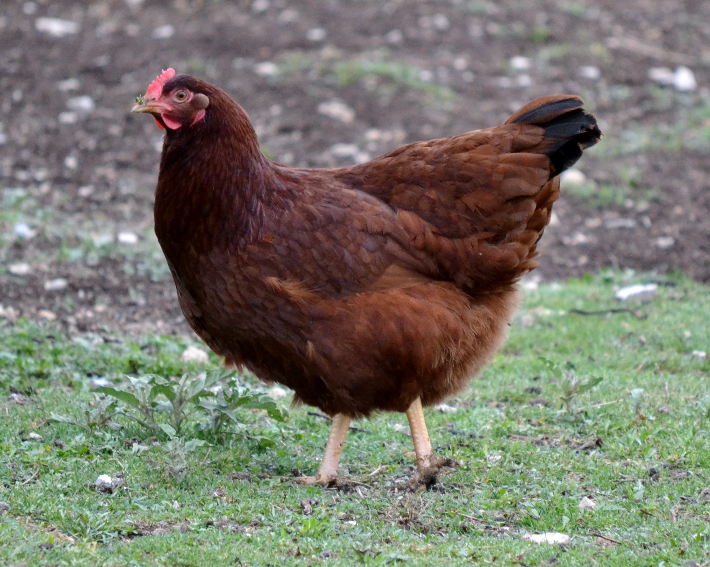 Hen Chicken